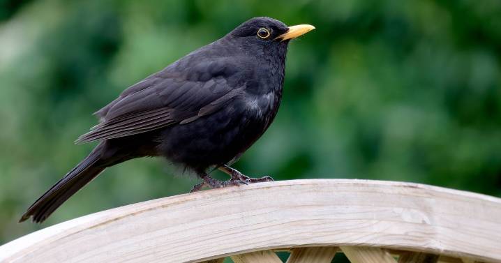 Anyone with blackbirds asked to 'immediately' help as 'days left'