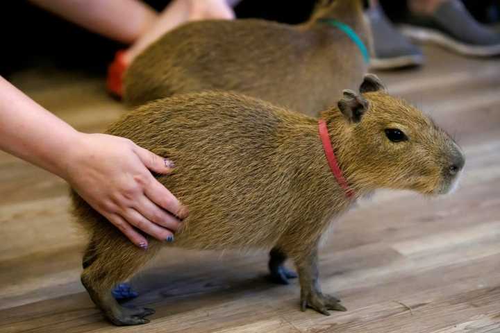 Florida abrirá un ‘Café Capibara’ para apoyar la conservación y el éxito