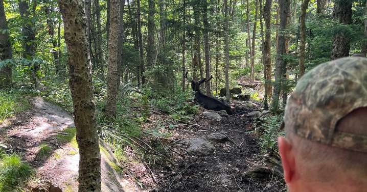 Moose that forced closure of New York hiking trail is put down after showing signs of deteriorating health