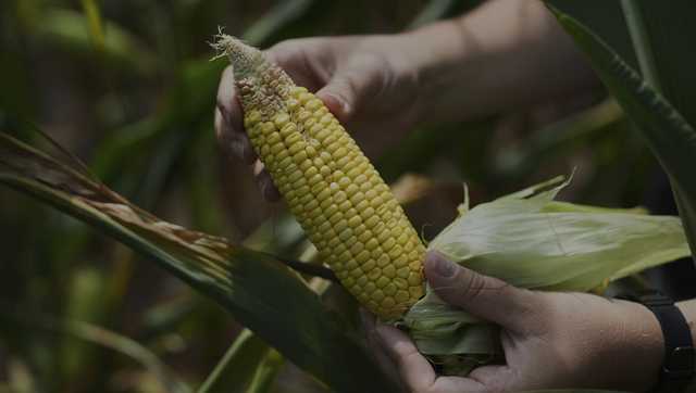 Climate change impacts corn pollination