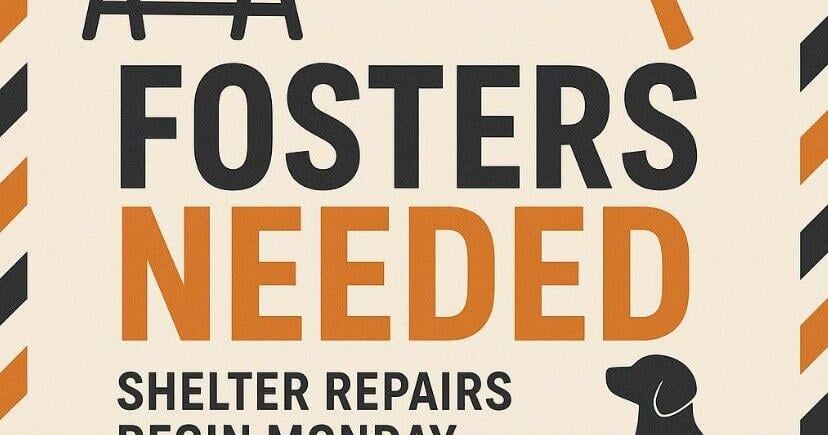 Shelter repairs begin for Humane Society of Henderson County; Fosters needed