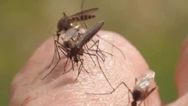 Heath officials offer warnings after Iowa reports first West Nile virus case of the year