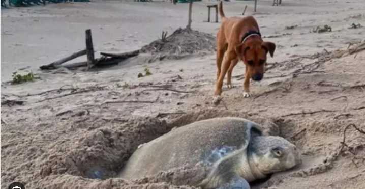 PERROS Y COYOTES AMENAZAN TORTUGAS