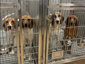 Ontario hospital says it will ‘immediately cease’ use of dogs in heart research