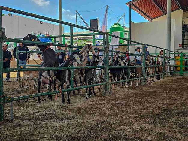 Impulsa gobierno estatal la caprinocultura