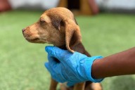 Hay gatos y perros disponibles para adoptar