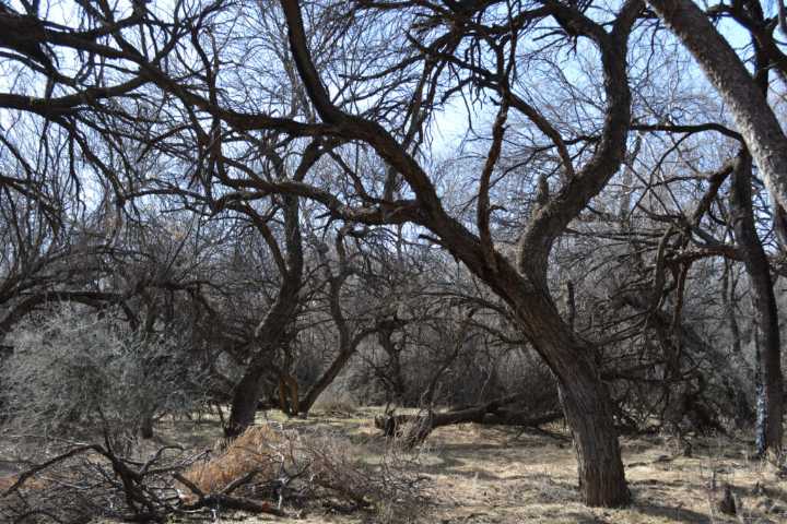 Copper Mines Close in on Western Apache Sacred Site, and the Forest Protected to Mitigate The Damage