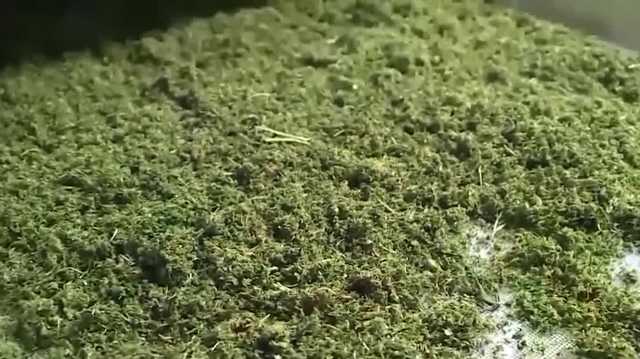 Trump looking at reclassifying cannabis; Ayotte says NH law won't change