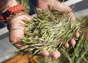 Stakes high as Minnesota enforces wild rice sulfate standard