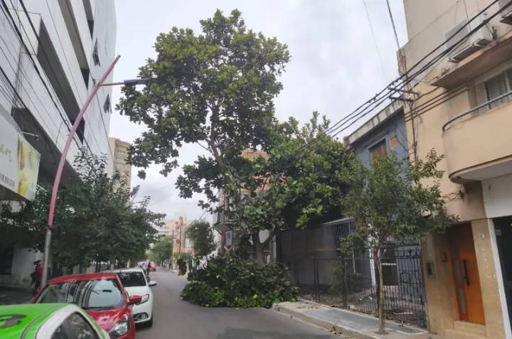Susto en pleno centro: se desprendieron las ramas de un árbol, lo que obligó a cortar una calle