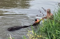 Watch: Horse rescued from Sheyenne River near Minnesota