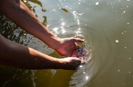 You can help restore Saginaw River system’s lake sturgeon population at these release events