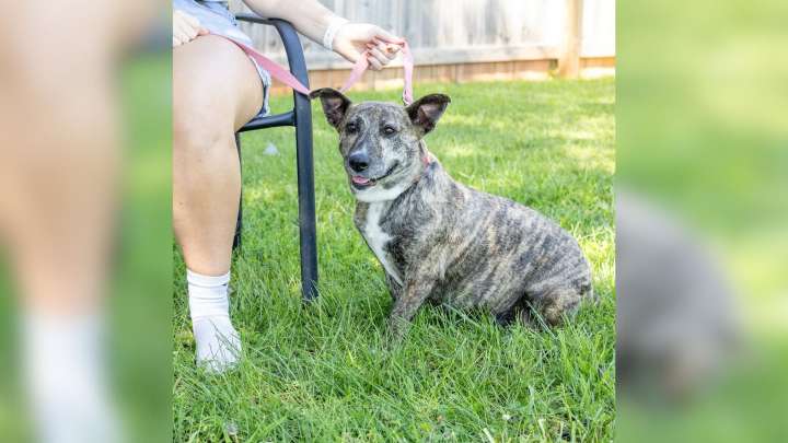 Dog Rescued From North Carolina Breeder Has The Sweetest Habit When She's Happy