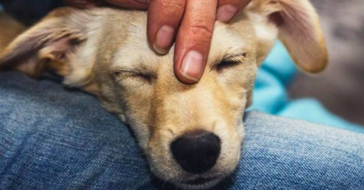 Ley Ángel: pedagogía y acción en Armenia para frenar la impunidad en casos de maltrato animal