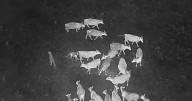 Drones blasting AC/DC and Scarlett Johansson are helping biologists protect cattle from wolves