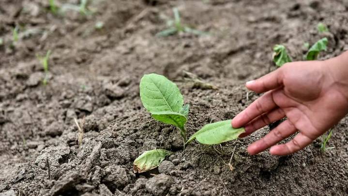 De la cocina a tus plantas: aprende a hacer lombricomposta; invitan a taller en Orizaba