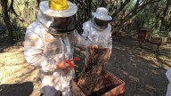 Producción dió recomendaciones para prevenir el pequeño escarabajo de las colmenas