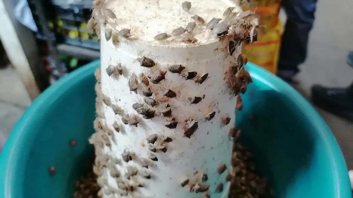Chumiles en Cuautla: un manjar que se esconde en el mercado