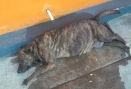 Debe sociedad involucrarse en el rescate animal