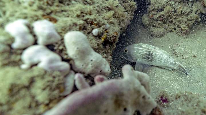 New app makes it easy for fishermen to collect hard data on black sea bass
