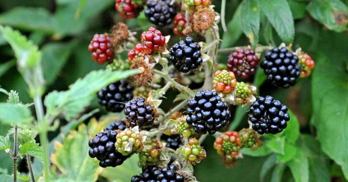 £300 warning to anyone visiting parks and countryside in September