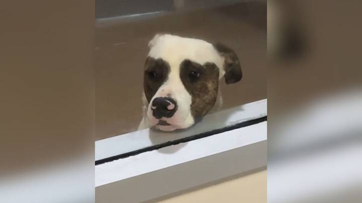 Lonely Pup In California Watches From His Kennel Dreaming Of A Family And His Dream Comes True