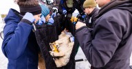Bill aiming to pause Colorado wolf reintroductions passes — with amendments allowing program to continue