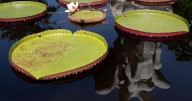 Inside Brookgreen Gardens’ weight-lifting waterlilies.