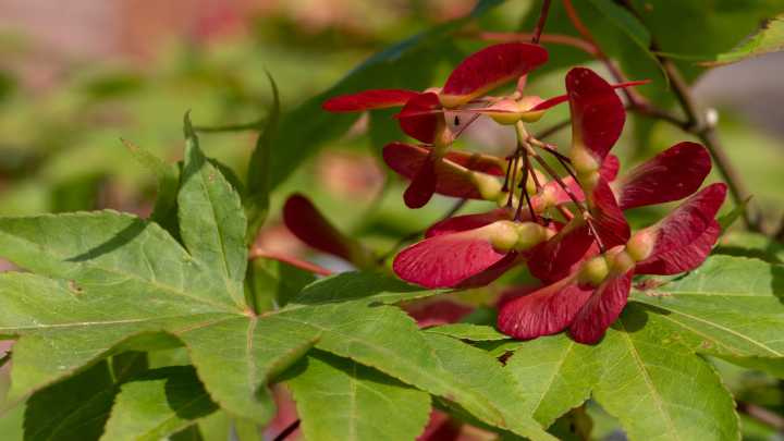 The Fast-Growing Japanese Maple Tree That'll Look Gorgeous In Your Yard For Years