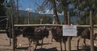 B.C. ostrich neighbours say they’re living in turmoil