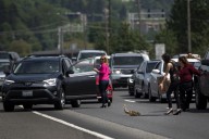 Rules of the Road: How should you react to animals in or near the roadway?