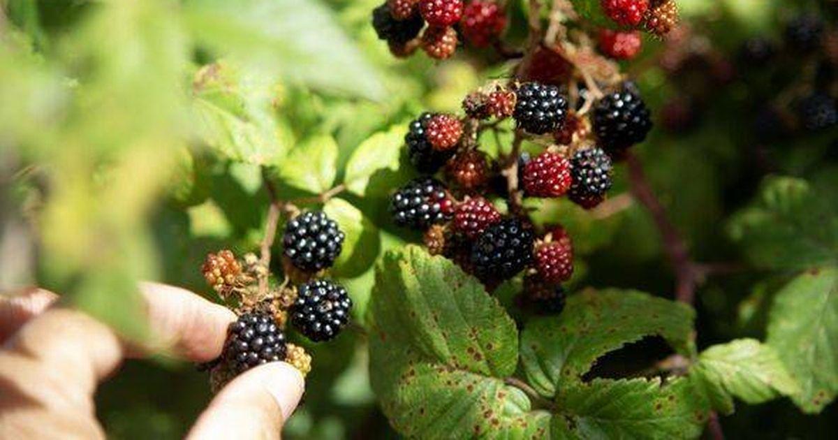 Brits warned they face fines of up to £300 for 'picking blackberries'