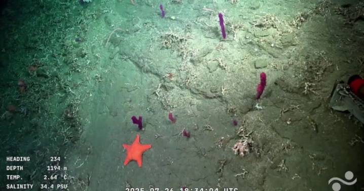 La expedición del Conicet llega a Río Negro y Chubut: cuándo comienza la recorrida por los valles submarinos de Viedma
