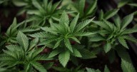 Trump weighs reclassifying marijuana as less dangerous drug, WSJ reports