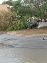 Lluvias fuertes derriban árboles y techos en Montemorelos