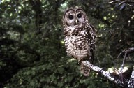 Forestry audit scheduled for B.C. licence for land covering spotted owl habitat