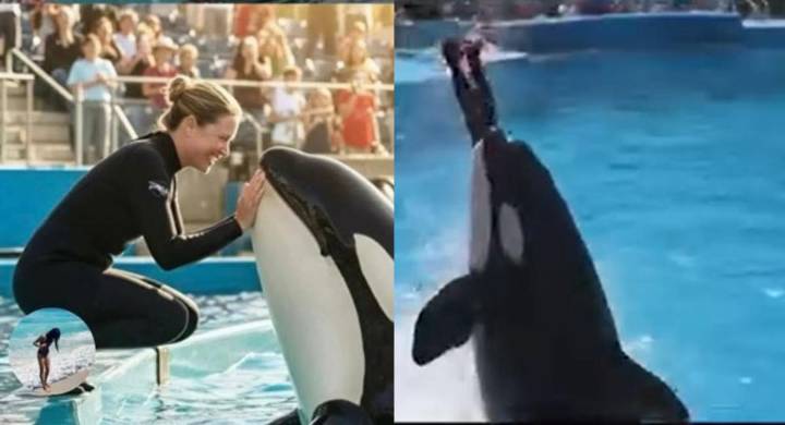 ¿Una orca atacó a Jessica Radcliffe? Esta es la verdad detrás del video que ya es viral en redes sociales