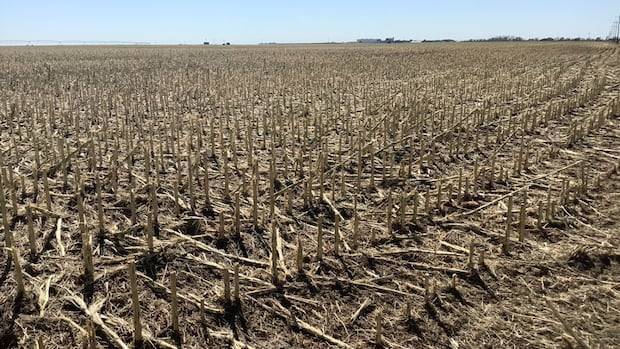Millions of dollars in crop damage expected from Brooks hailstorm: insurance provider