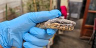 Rescatan a una boa en Huancabamba y descubren prácticas ilegales con fauna silvestre