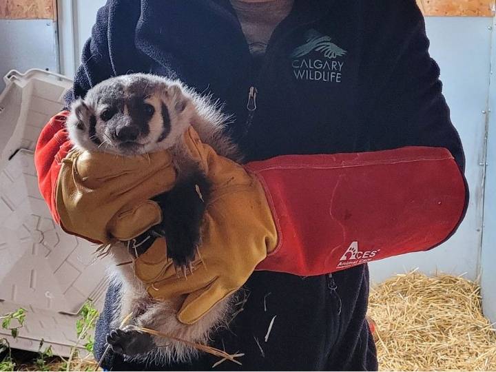 Orphaned badger rescued from Alberta roadside returned to the wild