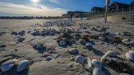 Easton's Beach, Conimicut Beach closed to swimming. What we know.