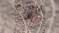 Man Driving Through Indiana Shocked To Realize A Furry Creature Was Hiding In The Woods