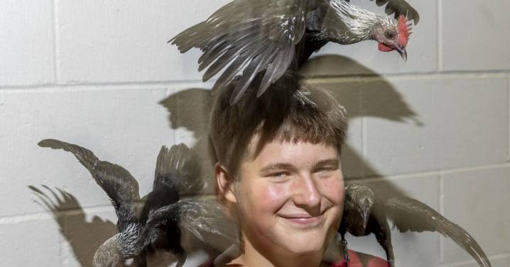 'It's like an obsession' — Lincoln's 'Chicken Dude' has made a business out of birds