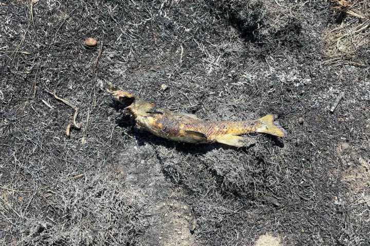 Fish Falling from the Sky Sparks Wildfire After Osprey Drops Its Meal