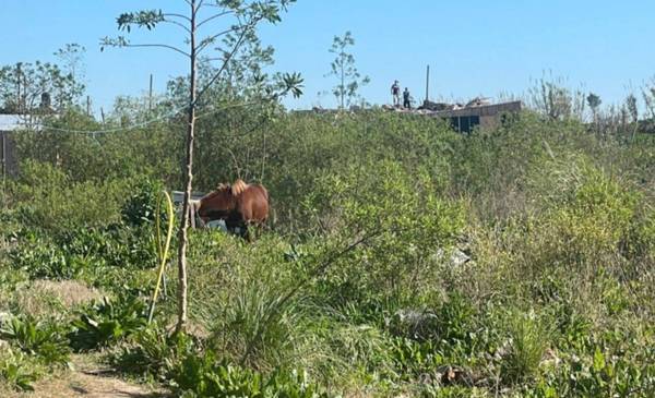 Un nene está grave tras ser pateado por un caballo