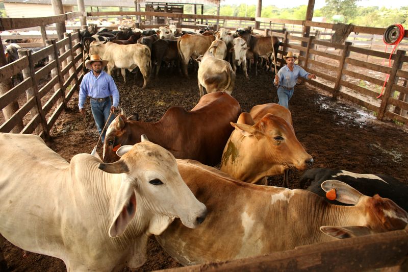 US tariffs on Brazil will reshape global beef trade flows, analysts say