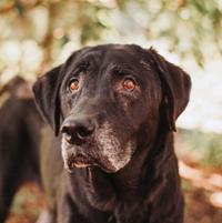 01) Dog of the Week 09