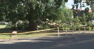 4 people hurt after tree falls in Philadelphia's Fairmount Park, near Please Touch Museum, fire officials say