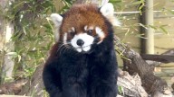 8-year-old Chinese red panda dies at Hogle Zoo