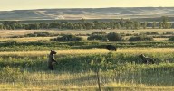 Grizzly bears moving closer to Montana towns sparks delisting push